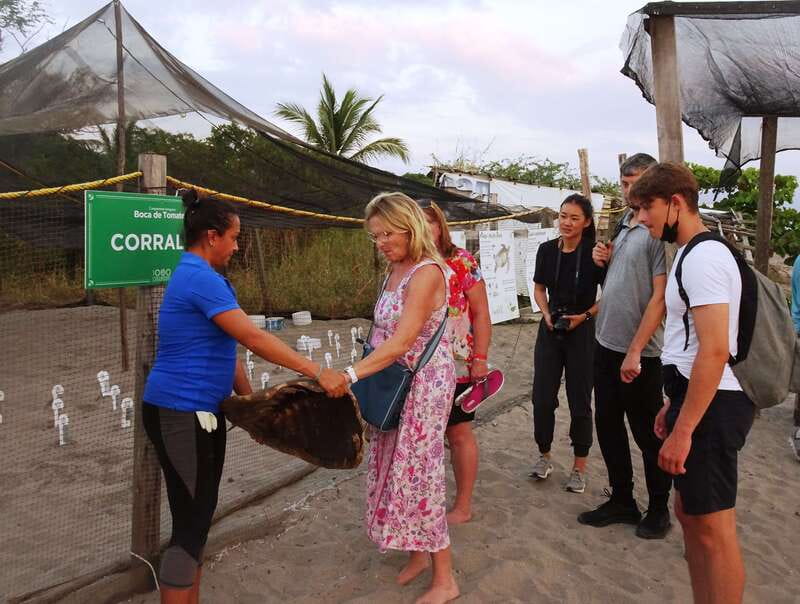Puerto Vallarta: Sea turtle release at Sunset - Key points to know before booking
