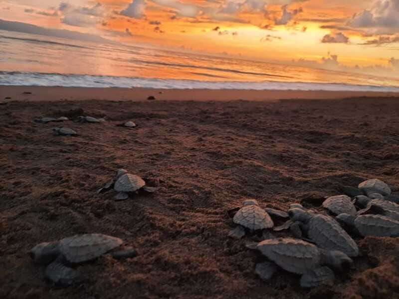 Puerto Vallarta: Sea turtle release at Sunset - Should you book the sunset sea turtle release?