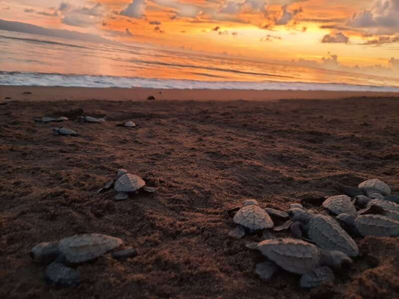 Puerto Vallarta: Sea turtle release at Sunset - Why this sunset turtle release feels special