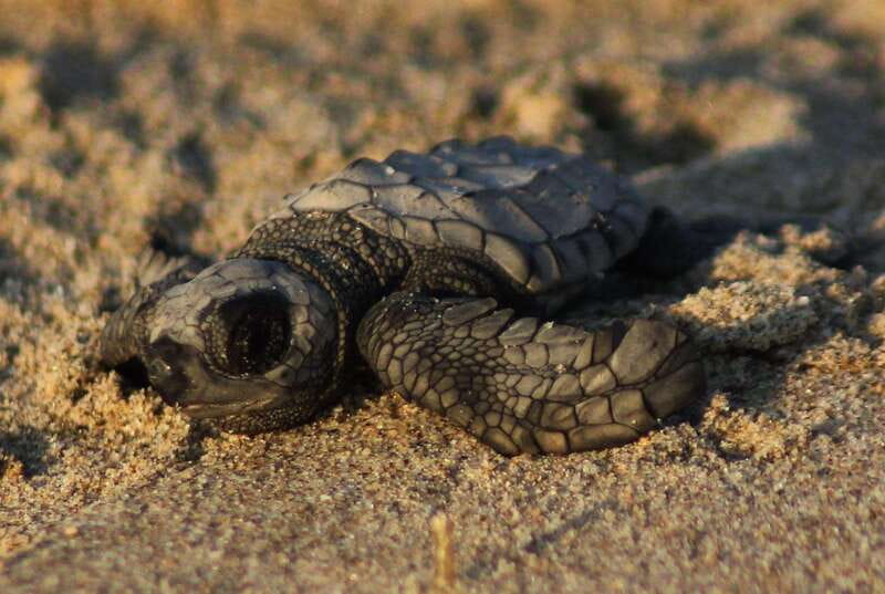 Puerto Vallarta: Sea turtle release at Sunset - Walking to the release site