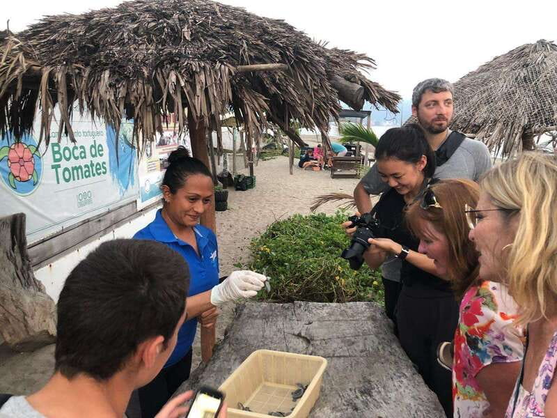Puerto Vallarta: Sea turtle release at Sunset - The hatchling release at sunset