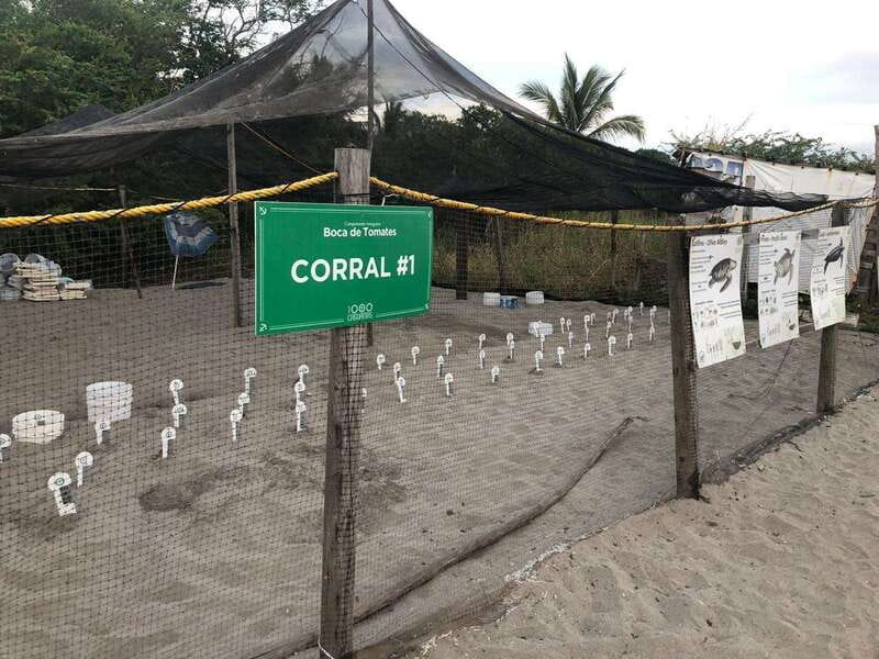 Puerto Vallarta: Sea turtle release at Sunset - The practical limits of the experience