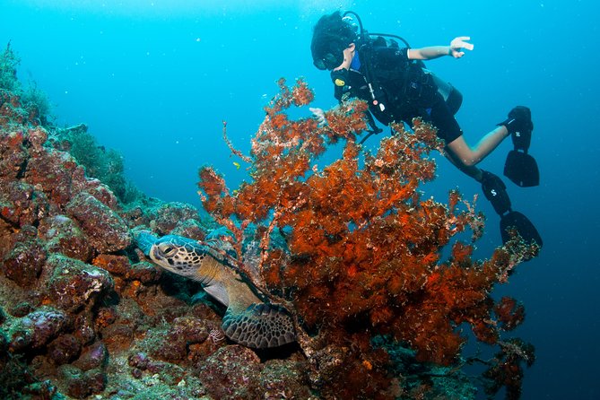 Puerto Vallarta Undersea Private Scuba Diving - Wildlife and the chance factor