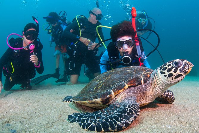 Puerto Vallarta Undersea Private Scuba Diving - Marietas Islands: reefs, birds, and optional Hidden Beach