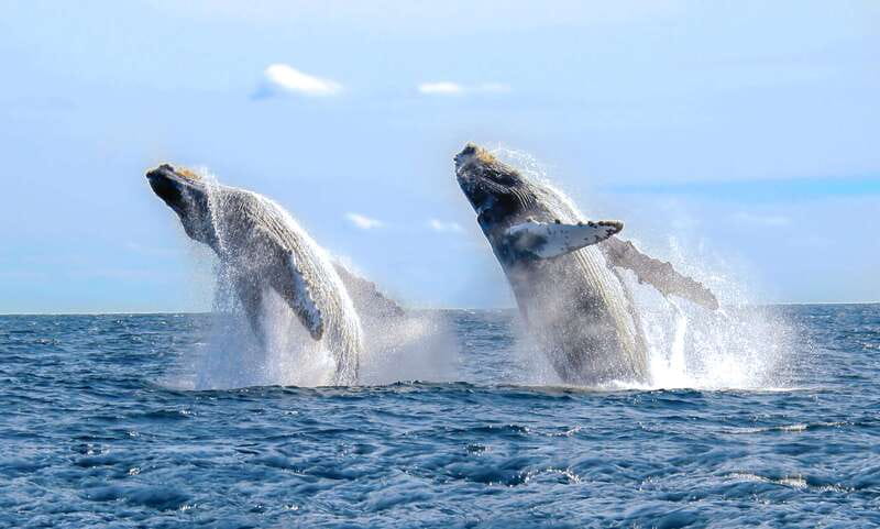 Puerto Vallarta: Whale Watching Photo Safari - Key points before you book