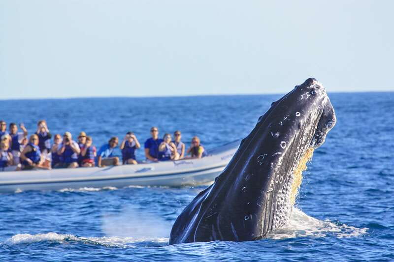 Puerto Vallarta: Whale Watching Photo Safari - What the hydrophone adds