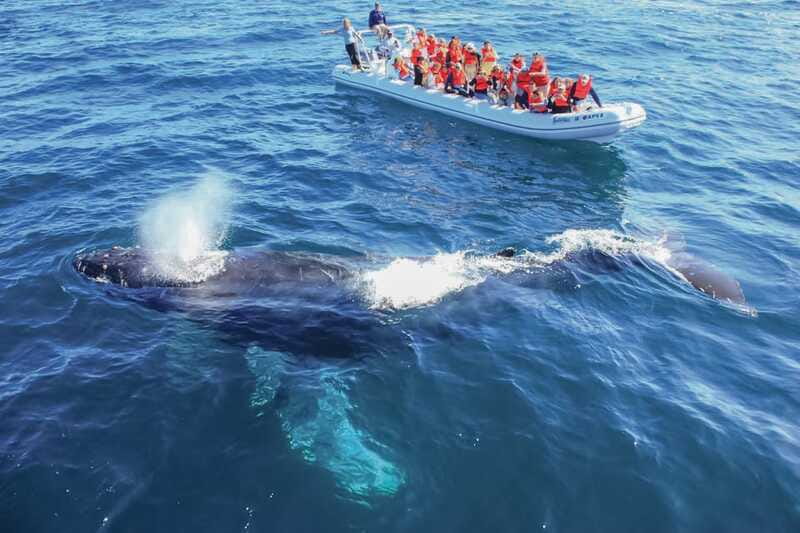 Puerto Vallarta: Whale Watching Photo Safari - Making the most of the photo safari