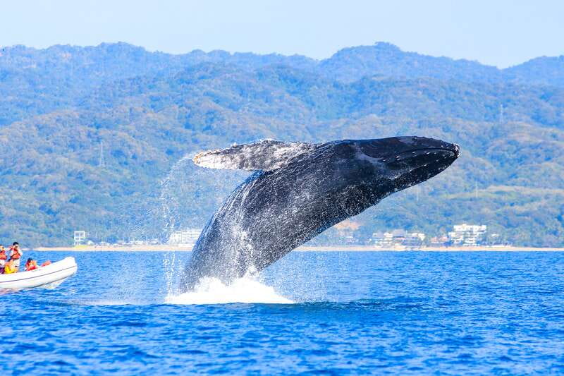 Puerto Vallarta: Whale Watching Photo Safari - Price, flexibility, and the one serious caution