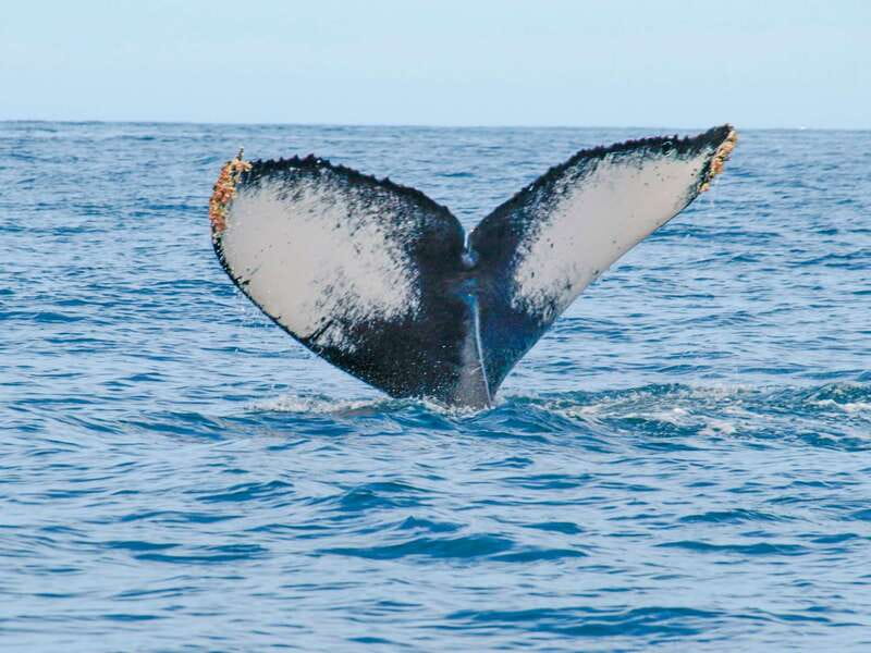 Puerto Vallarta: Whale Watching Photo Safari - Should you book the Puerto Vallarta Whale Watching Photo Safari?