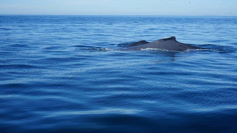 Puerto Vallarta: Whale Watching with Guide - Key points before you book