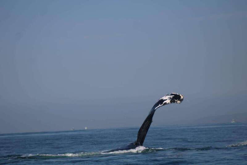 Puerto Vallarta: Whale Watching with Guide - Should you book it?