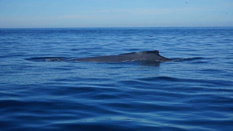 Puerto Vallarta: Whale Watching with Guide - Setting out from La Ventana