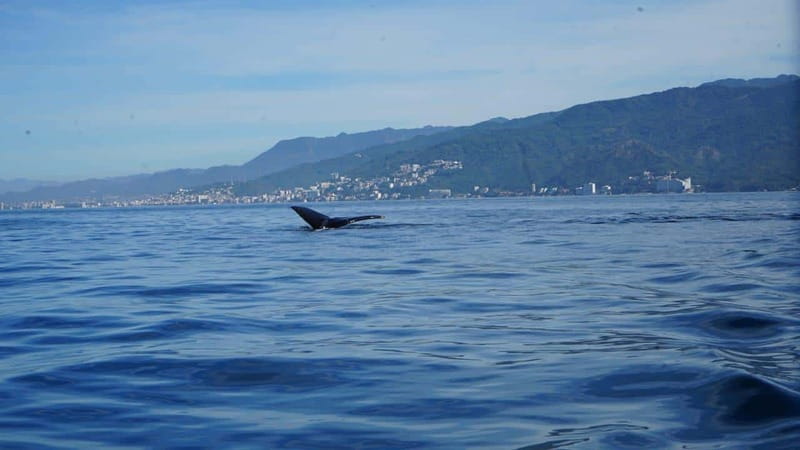 Puerto Vallarta: Whale Watching with Guide - What the captain does, and what you may need to do