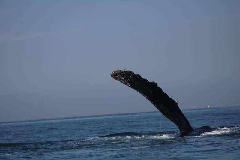 Puerto Vallarta: Whale Watching with Guide - The bay scenery between sightings