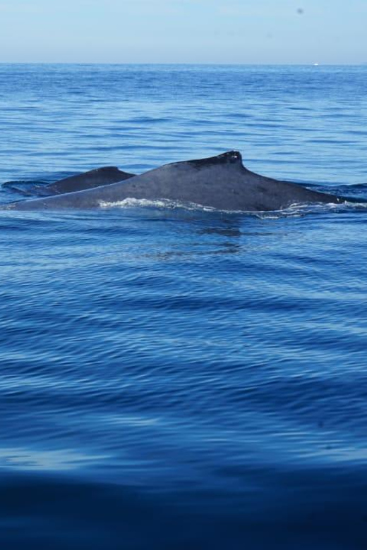 Puerto Vallarta: Whale Watching with Guide - How long is three hours?