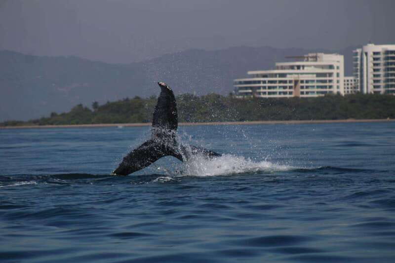 Puerto Vallarta: Whale Watching with Guide - Price, taxes, and what the $45 buys