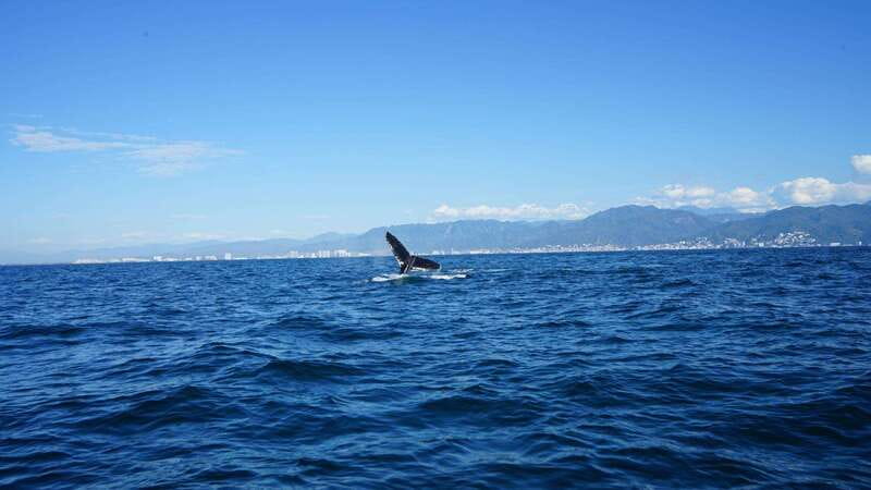 Puerto Vallarta: Whale Watching with Guide - Who should book this whale trip?
