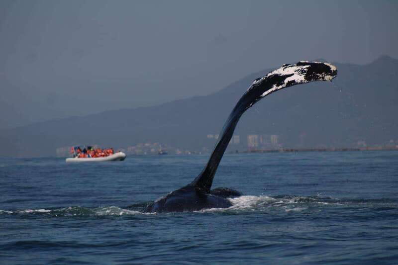 Puerto Vallarta: Whale Watching with Guide - Simple preparation for a better ride