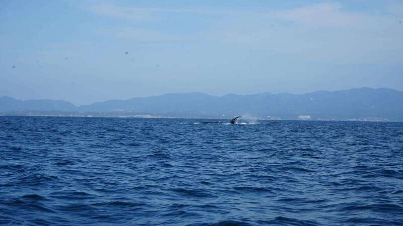 Puerto Vallarta: Whale Watching with Guide - Searching the bay for humpbacks