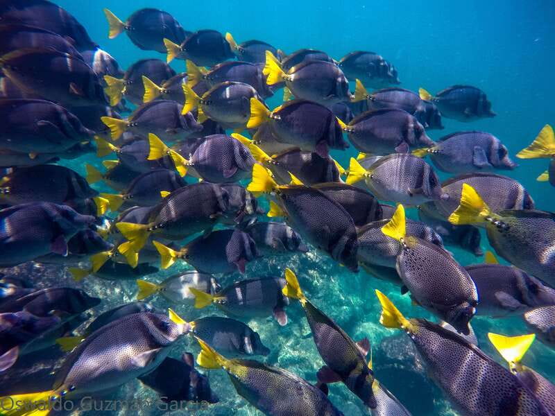 Puerto Vallarta: Yelapa Mega Yacht Cruise - Yelapa Falls and the car-free town