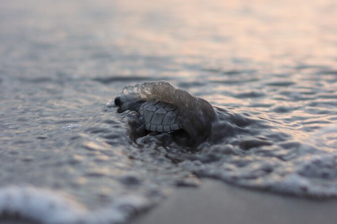 Release of Sea Turtles in Camp Tortuguero - Key points to know before booking