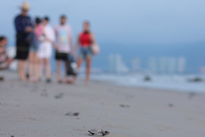Release of Sea Turtles in Camp Tortuguero - Meeting at Marina Vallarta and reaching the beach