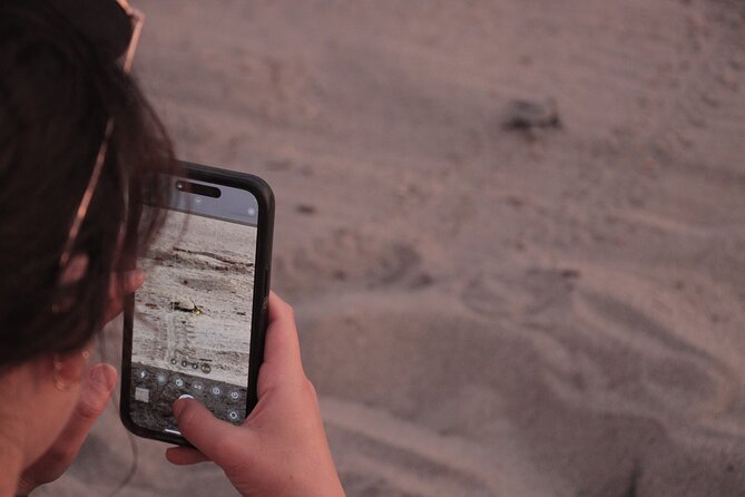 Release of Sea Turtles in Camp Tortuguero - What the crocodile sightings add