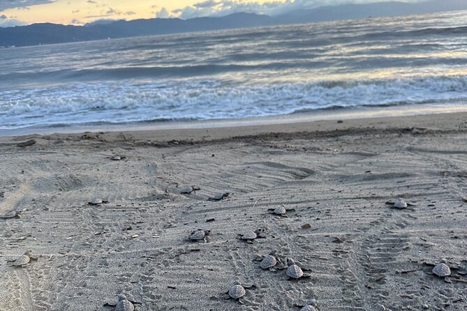 Release of Sea Turtles in Camp Tortuguero - Who will enjoy this most?