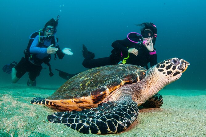 Scuba Diving Puerto Vallarta Undersea Arcos or Marietas - What is included for $125