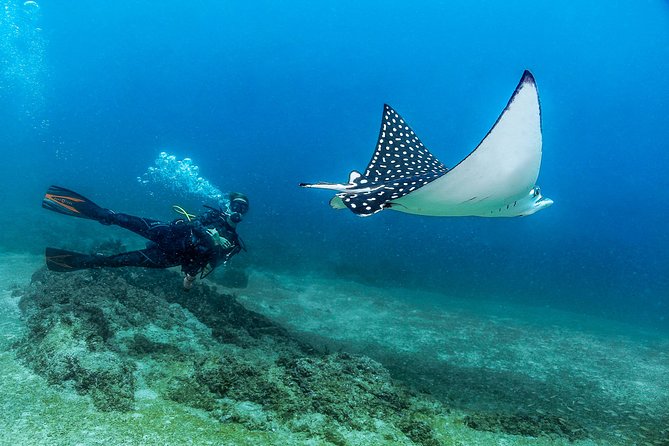 Scuba Diving with a 5-Star PADI Center in Puerto Vallarta - Los Arcos: dramatic rock formations and variable visibility