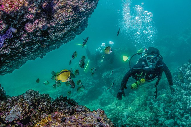 Scuba Diving with a 5-Star PADI Center in Puerto Vallarta - Guides, equipment, and safety