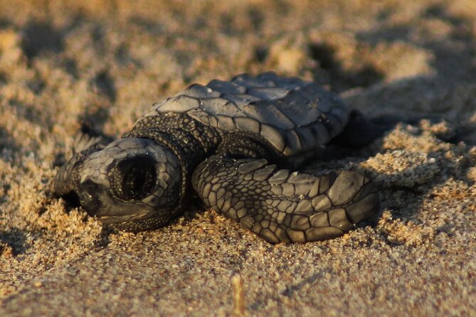 Sea Turtle Release – A Puerto Vallarta Conservation Adventure - Key points to know before booking