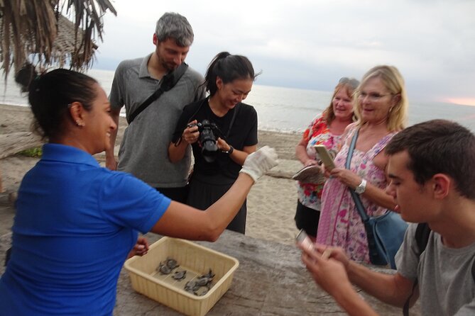Sea Turtle Release – A Puerto Vallarta Conservation Adventure - Why this sunset release feels different