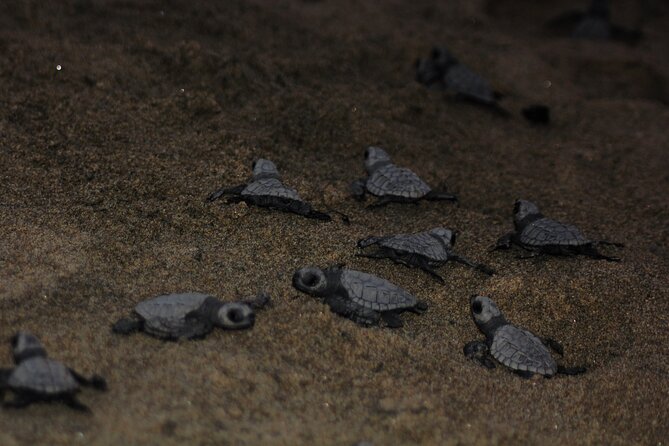 Sea Turtle Release – A Puerto Vallarta Conservation Adventure - At the sea turtle camp