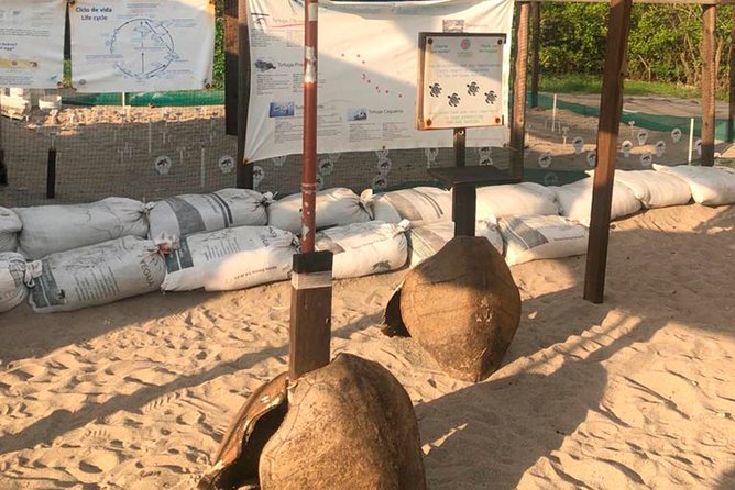 Sea Turtle Release – A Puerto Vallarta Conservation Adventure - The turtle release at sunset