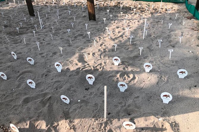 Sea Turtle Release – A Puerto Vallarta Conservation Adventure - What makes the conservation work worthwhile
