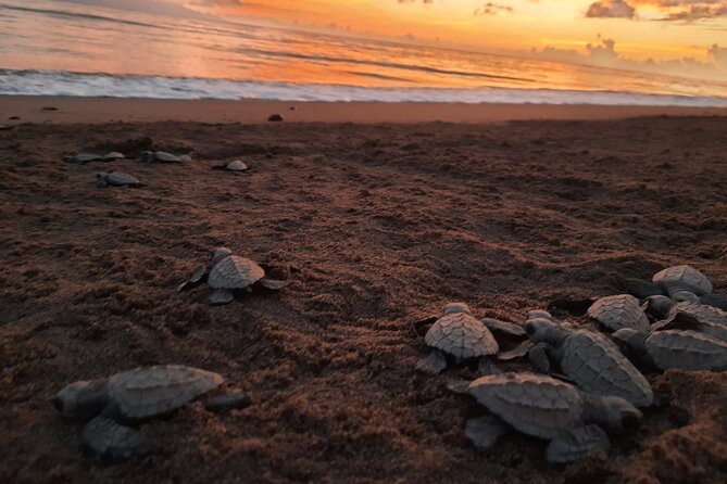 Sea Turtle Release – A Puerto Vallarta Conservation Adventure - Starting at Marina Vallarta