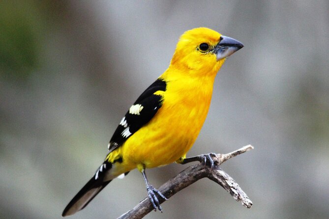 SIerra Madre Highland bird and Tuito - Why this birding trip gets beyond Puerto Vallarta