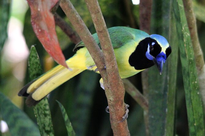 SIerra Madre Highland bird and Tuito - The Military Macaw Sanctuary is the main event