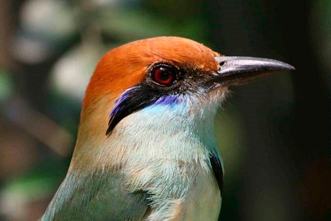 SIerra Madre Highland bird and Tuito - What Cynthia and Michael add to the day