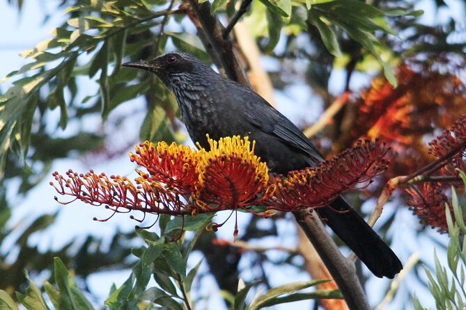 SIerra Madre Highland bird and Tuito - Gear, photography, and the pace of the route