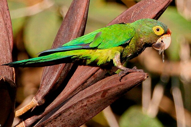 SIerra Madre Highland bird and Tuito - The van ride is the real trade-off