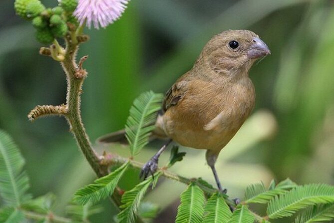 SIerra Madre Highland bird and Tuito - How much value do the inclusions add?