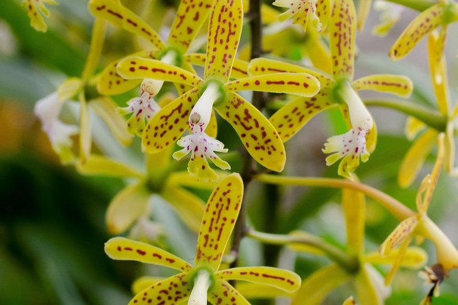 Skip the Line: Vallarta Botanical Garden Admission Ticket - Key points to know before you go