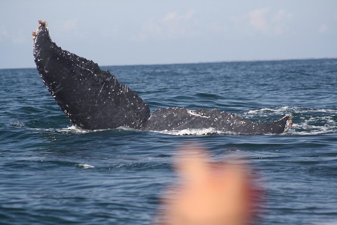 Small-Group Half-Day Whale-Watching Tour in Puerto Vallarta - Leaving from Marina Vallarta