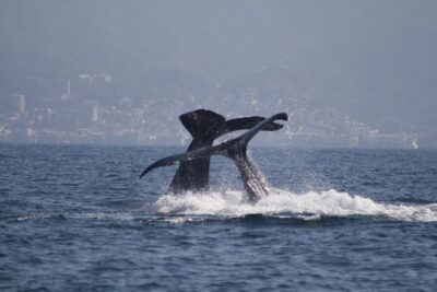 Small-Group Half-Day Whale-Watching Tour in Puerto Vallarta