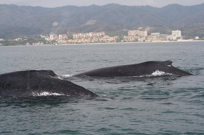 Small-Group Half-Day Whale-Watching Tour in Puerto Vallarta - A guide who explains what you are seeing