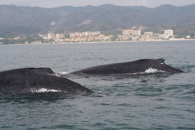 Small-Group Half-Day Whale-Watching Tour in Puerto Vallarta - Responsible viewing instead of a whale chase