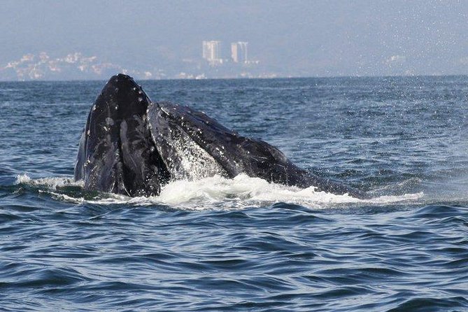 Small-Group Half-Day Whale-Watching Tour in Puerto Vallarta - Is $110 a fair price?