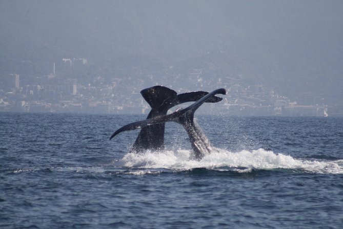 Small-Group Half-Day Whale-Watching Tour in Puerto Vallarta - Into Banderas Bay in a 12-person boat